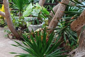 A potted plant with broad leaves, a concrete floor, and a metal fence in the background. - Coron Paradise Bed & Breakfast (Coron)