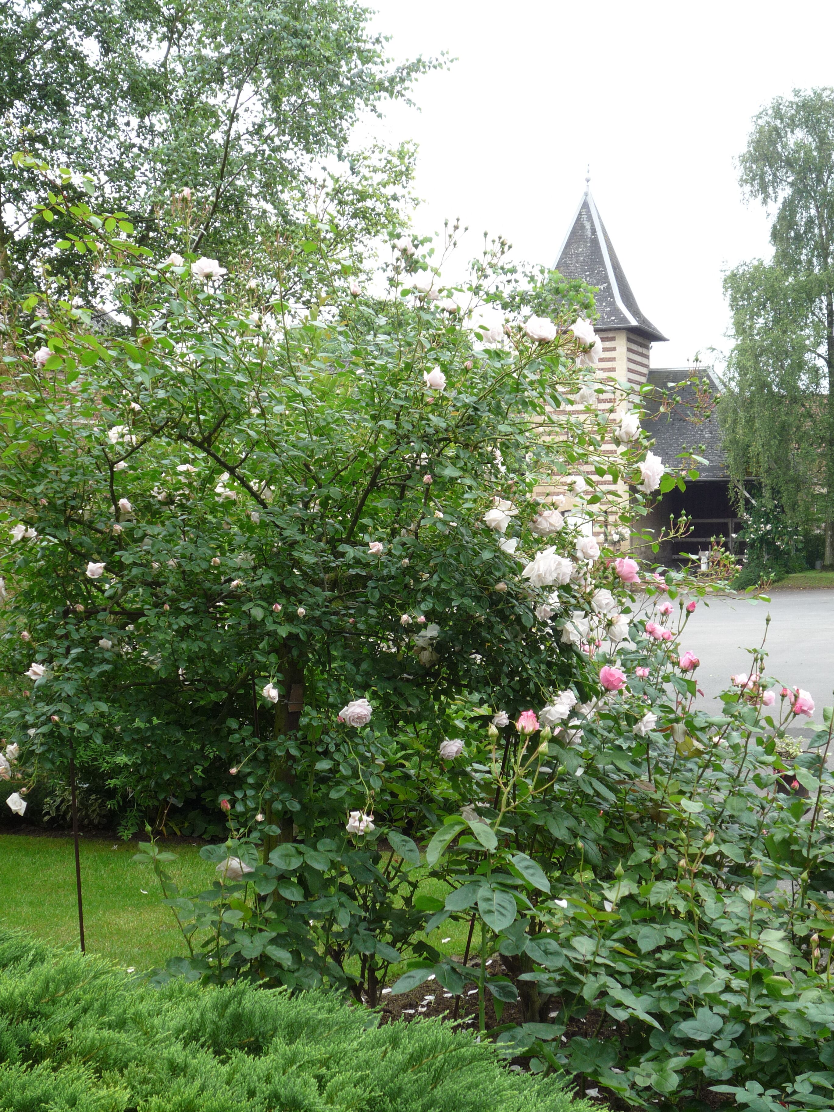 Een tuin met bloeiende rozen en een gebouw met puntige dak in de achtergrond.