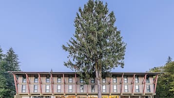 A building with a large tree in front, multiple windows, and a flat roof.