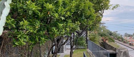 Apartment, 4 Bedrooms | View from room