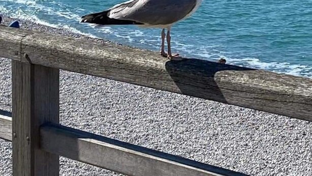 Uma gaivota em cima de um corrimão de madeira, à beira-mar, com uma formação rochosa e um veleiro ao fundo.