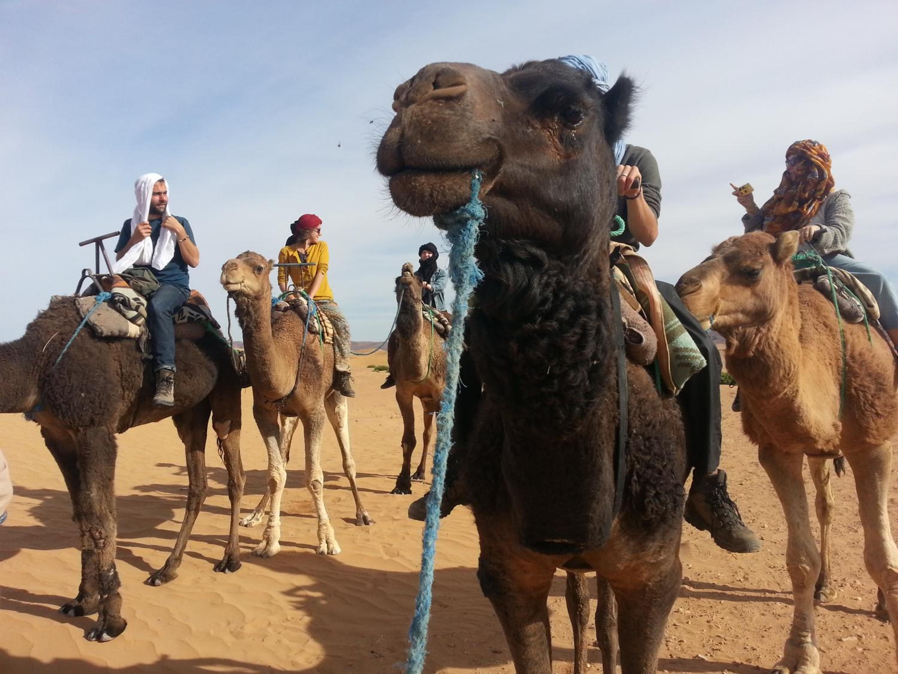 A group of people riding camels in a desert setting.