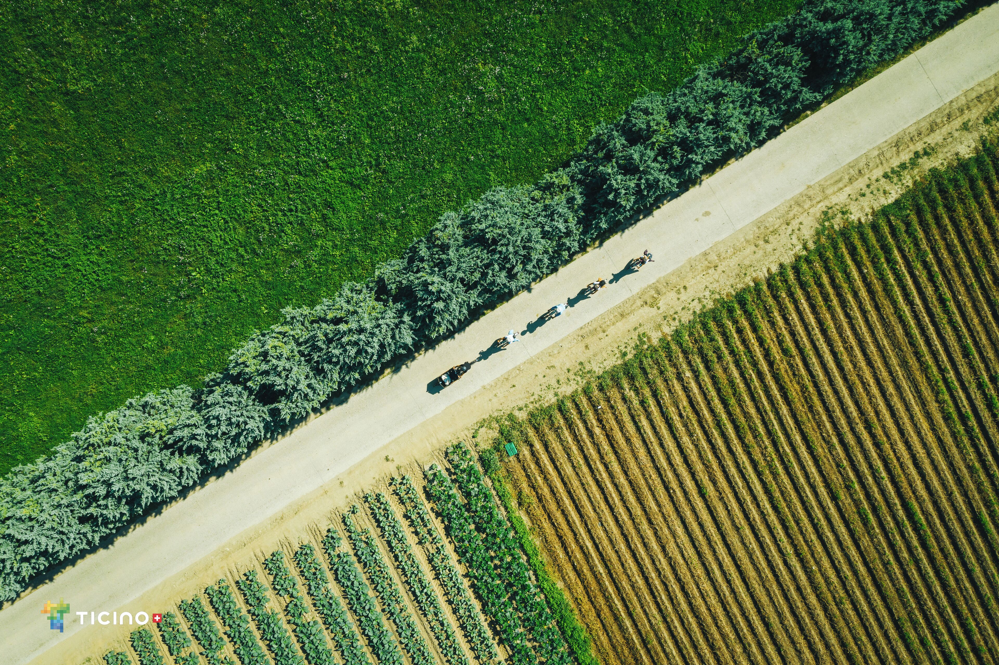 Vista aérea de una granja con hileras de cultivos y una carretera.