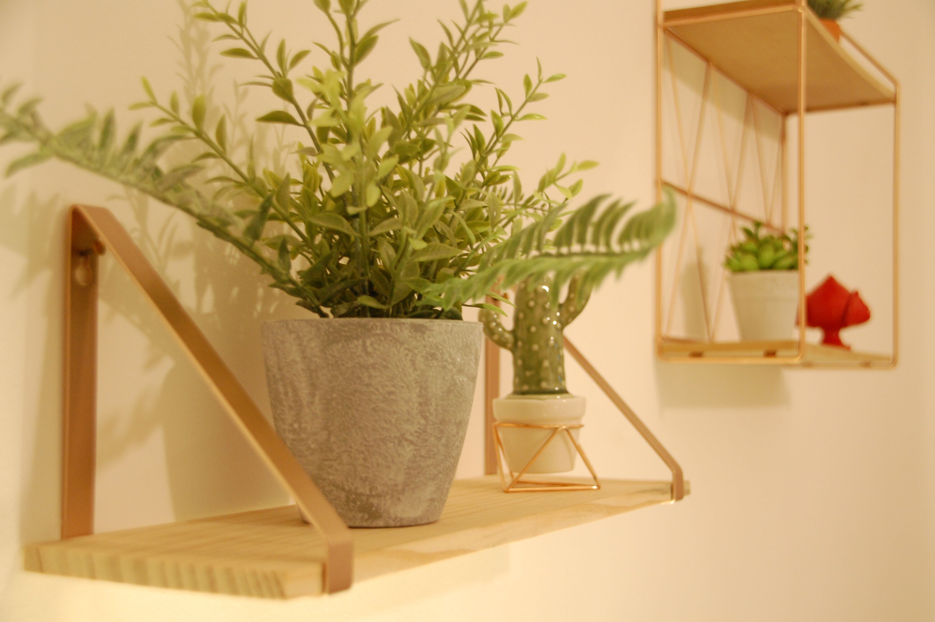 Una planta en maceta sobre un estante de madera, con un muro espejado al fondo.