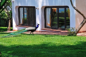 A peacock walking on a grassy lawn in front of a building with large windows and a tree. - Arbatax Park Resort - Ville del Parco by Falkensteiner (Tortoli)