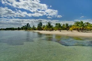 Une plage à l’eau claire, bordée de palmiers et dotée d’un rivage sablonneux.