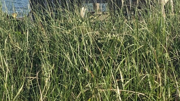 Zwei Holzstühle stehen einem Tisch gegenüber, auf dem eine Flasche und ein Glas stehen. Im Hintergrund ist ein Gewässer und hohes Gras zu sehen.