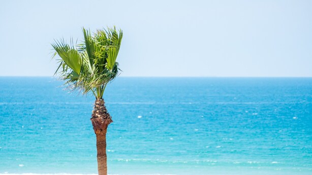 A single palm tree on a beach with a clear view of the ocean.