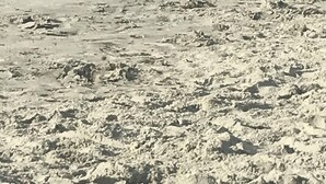 Ein Strand mit Dünen und dem Meer im Hintergrund.