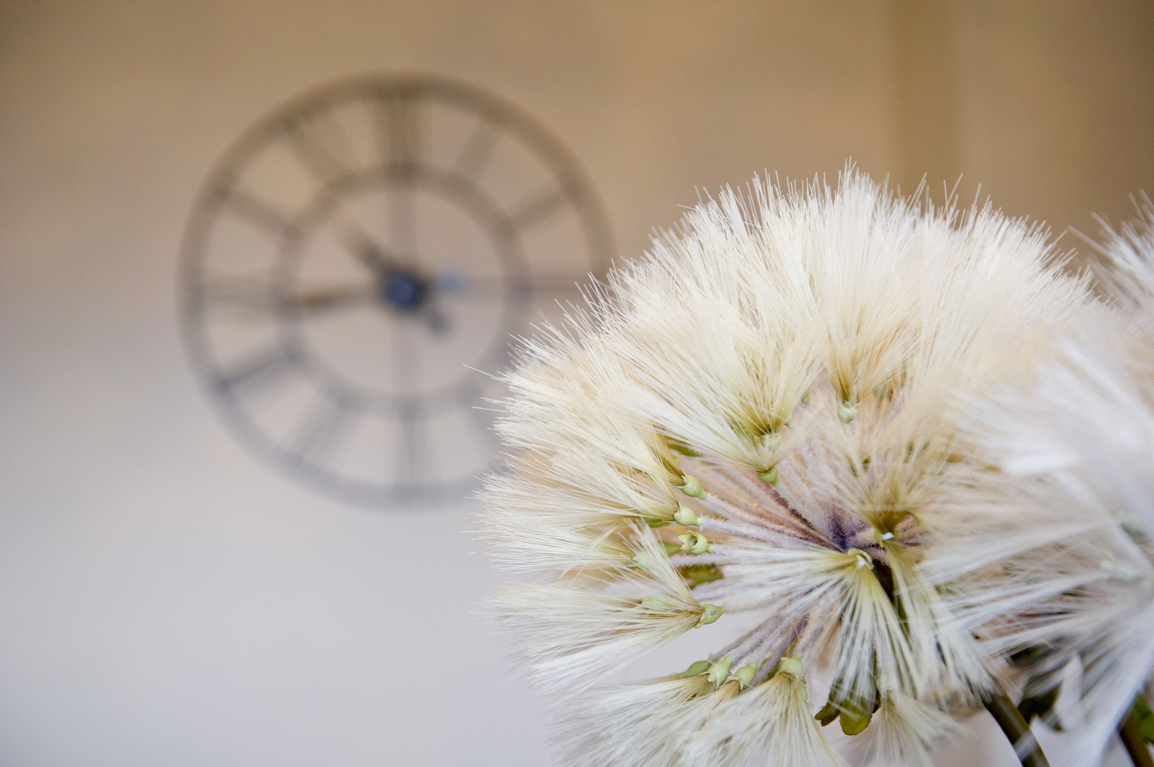 Primer plano de un diente de león blanco con un reloj desenfocado al fondo.