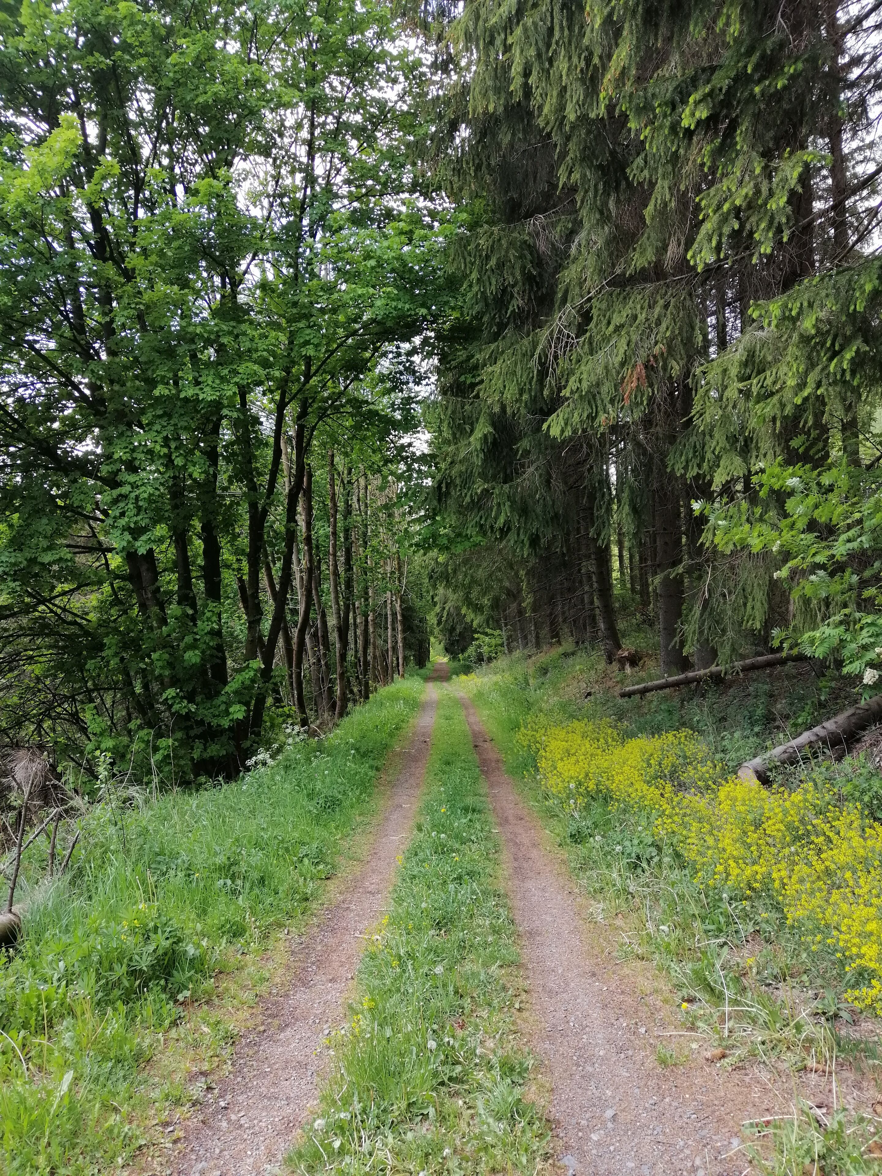 Camino de tierra bordeado por altos árboles y flores amarillas.