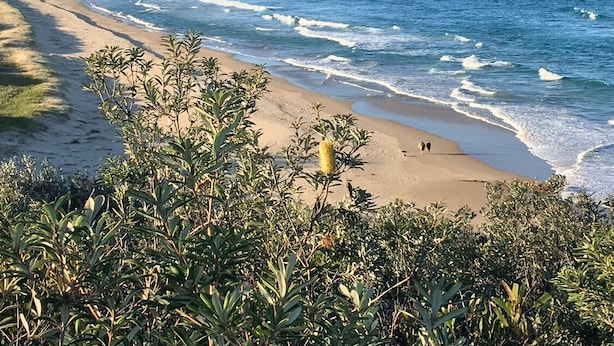 A beach with clear blue water, sandy shore, and dense greenery in the foreground.