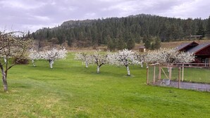 A rural landscape with a row of flowering trees, a fenced area, and a building in the background. - Charming "Cherry House" (Rollins)