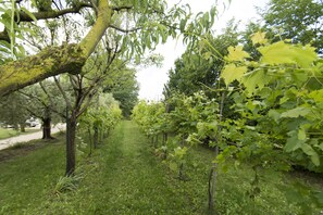 Property grounds - Gioele residence in EnGi estate (Sona)