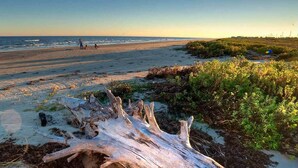 Une plage avec un gros tronc d’arbre échoué au premier plan, une plage de sable et quelques plantes.