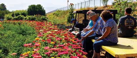 A garden with a variety of colorful flowers and a small vehicle with people on it.
