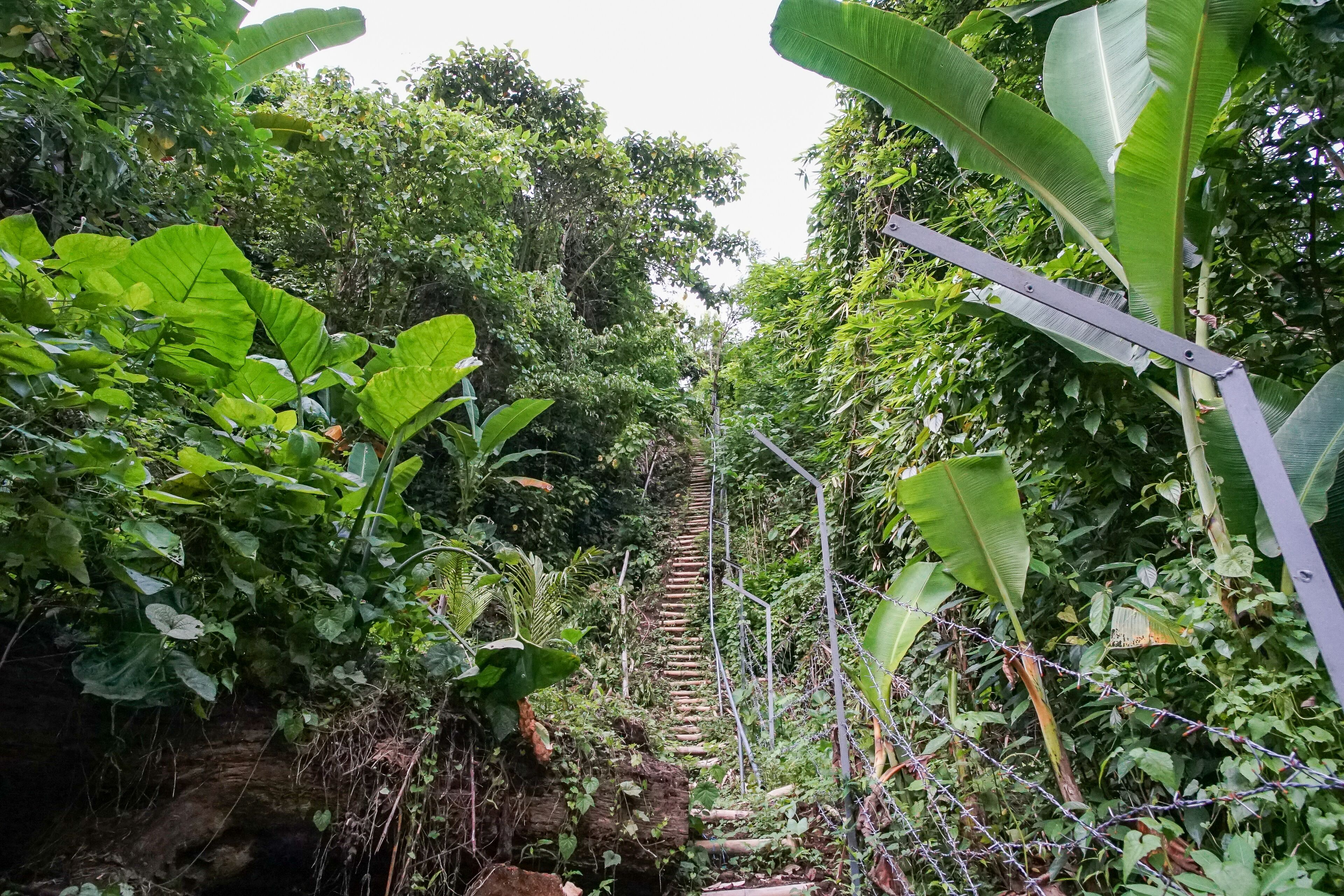 Un sentier étroit, bordé de végétation dense, traverse un feuillage luxuriant et est délimité par de grandes feuilles de bananier et une clôture métallique.
