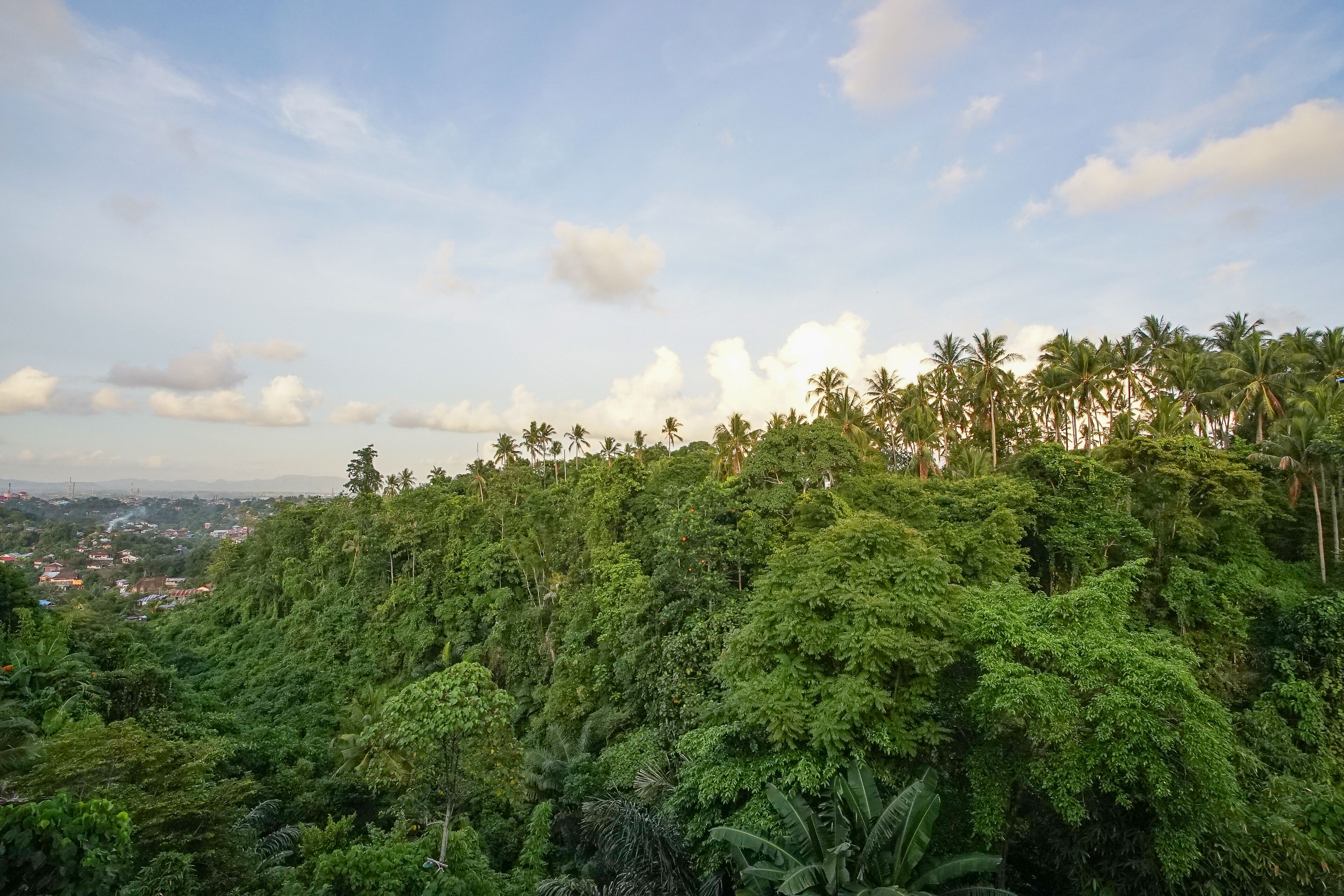 A lush green hill with dense vegetation and a clear sky.