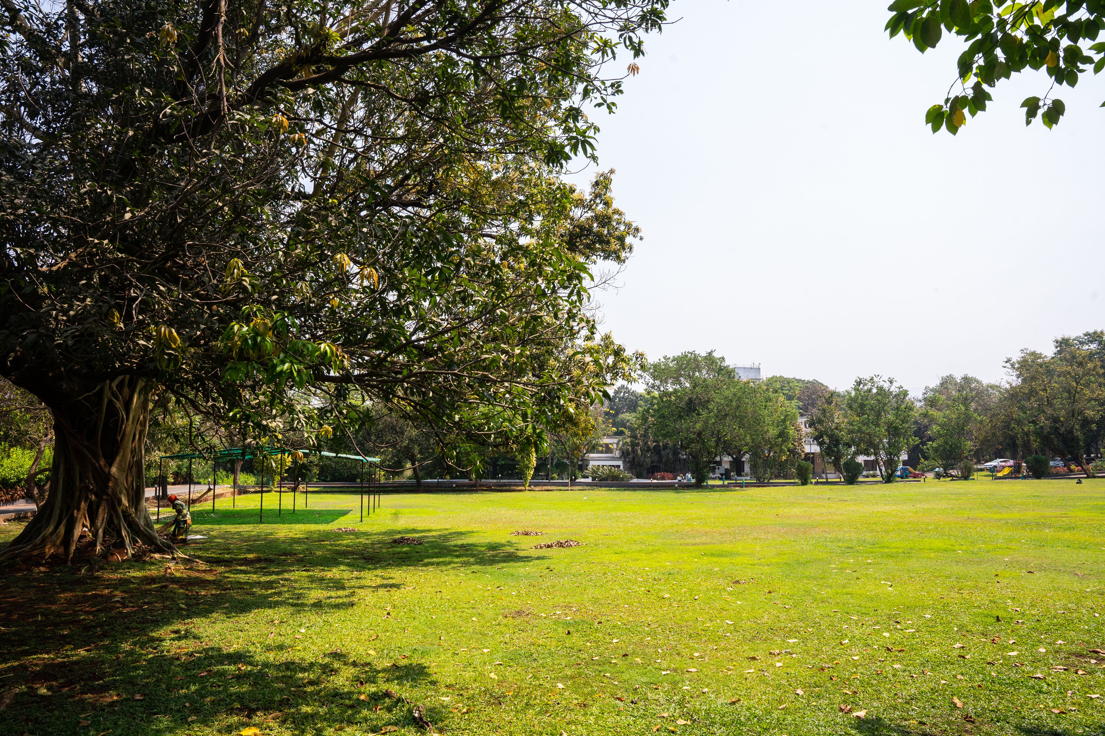 A park with a large tree, open grassy areas, and distant buildings.