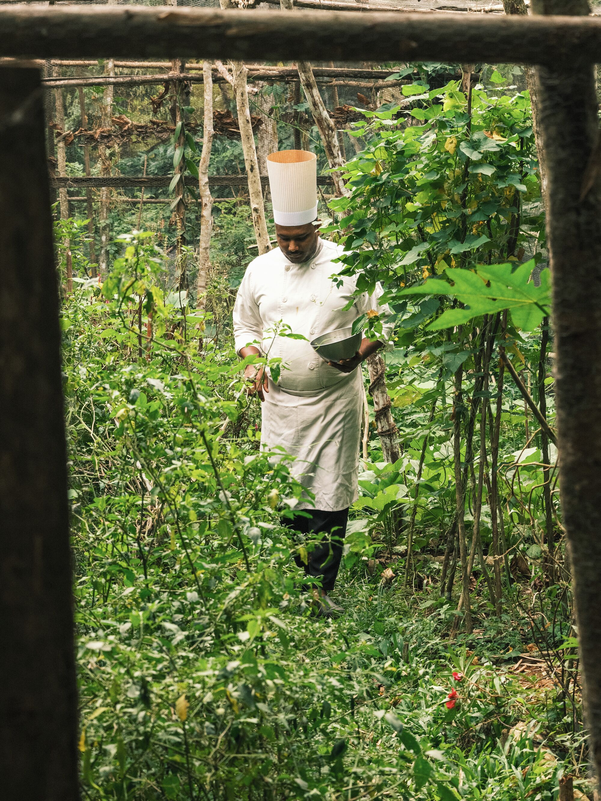 A chef in a white uniform and tall hat walking through a lush, green garden area.