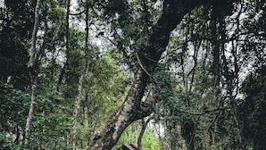A rustic wooden cabin surrounded by dense forest, accessible via a stone pathway. - Living Heritage Koslanda (Koslanda)