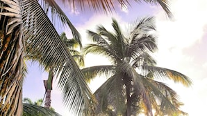 A pathway leading through a tropical garden with palm trees and a clear sky. - Domaine Saint-François (Saint-François)