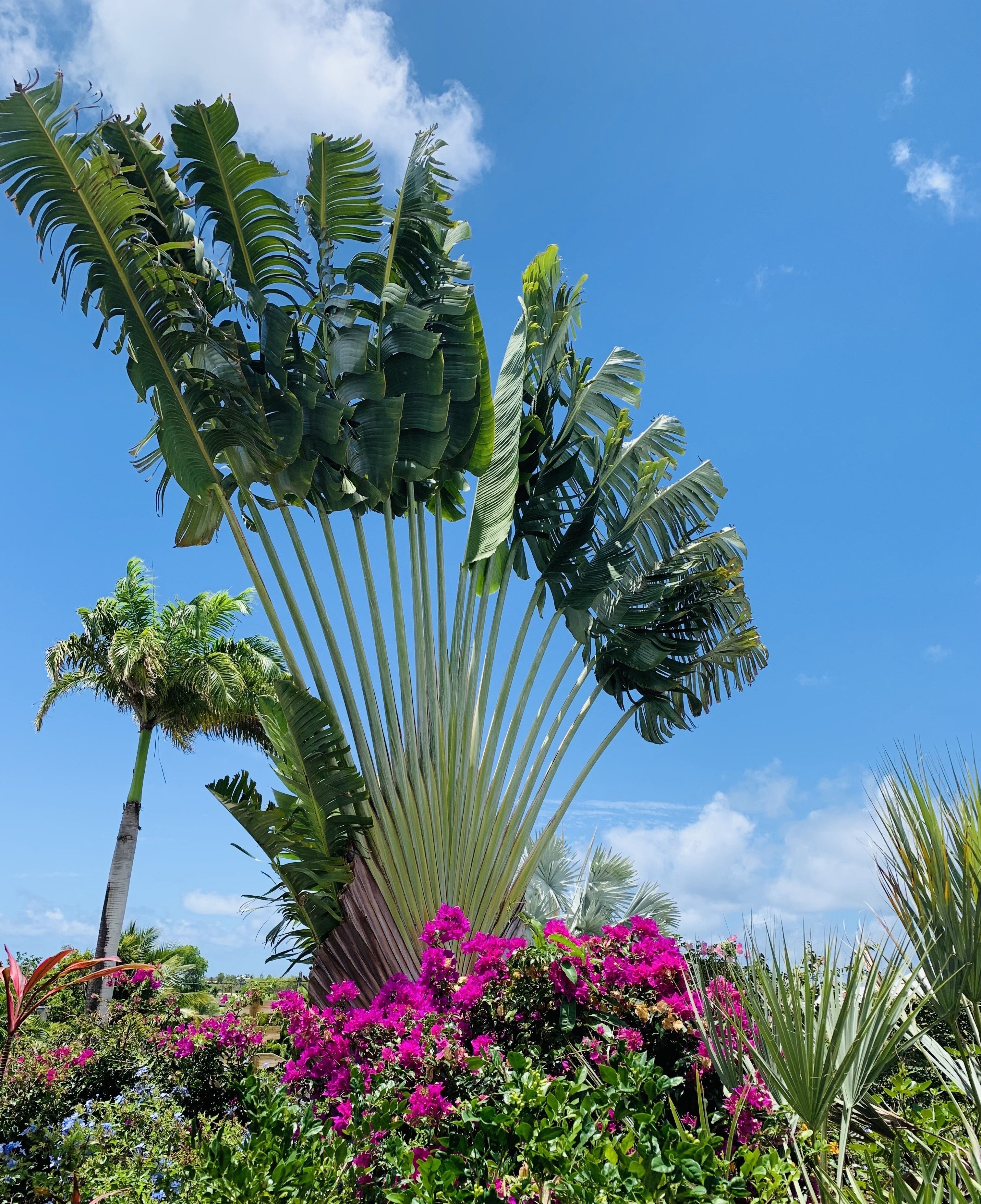 Un giardino tropicale con alti alberi di banano e vivaci fiori rosa.