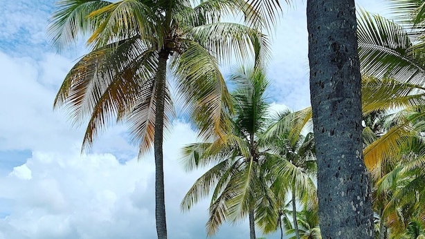 A beach with palm trees, a sandy shore, and a calm sea. - Domaine Saint-François (Saint-François)