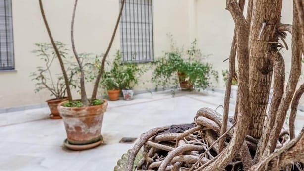 Ein Innenhof mit Blumentöpfen und einem Baum mit freiliegenden Wurzeln.