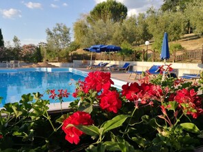 Piscina con sillas de descanso y sombrillas, rodeada de follaje y árboles.