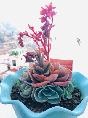 A succulent plant in a blue pot. - Aqua De Vida Resort (Nainital)