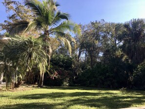 Un exuberante jardín con palmeras y follaje denso.