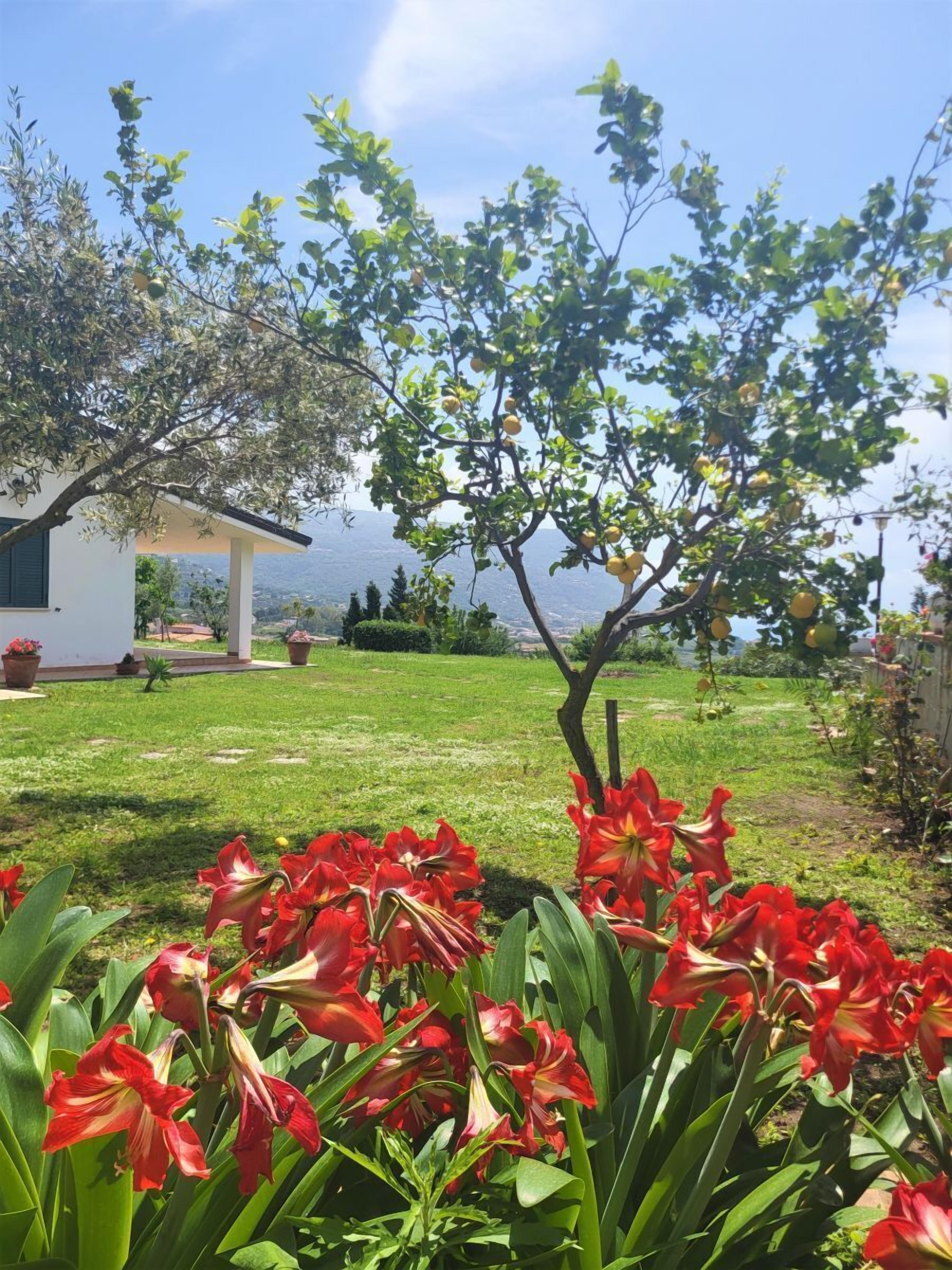 Ein Garten mit roten Blumen, einem Baum und einem Gebäude im Hintergrund.
