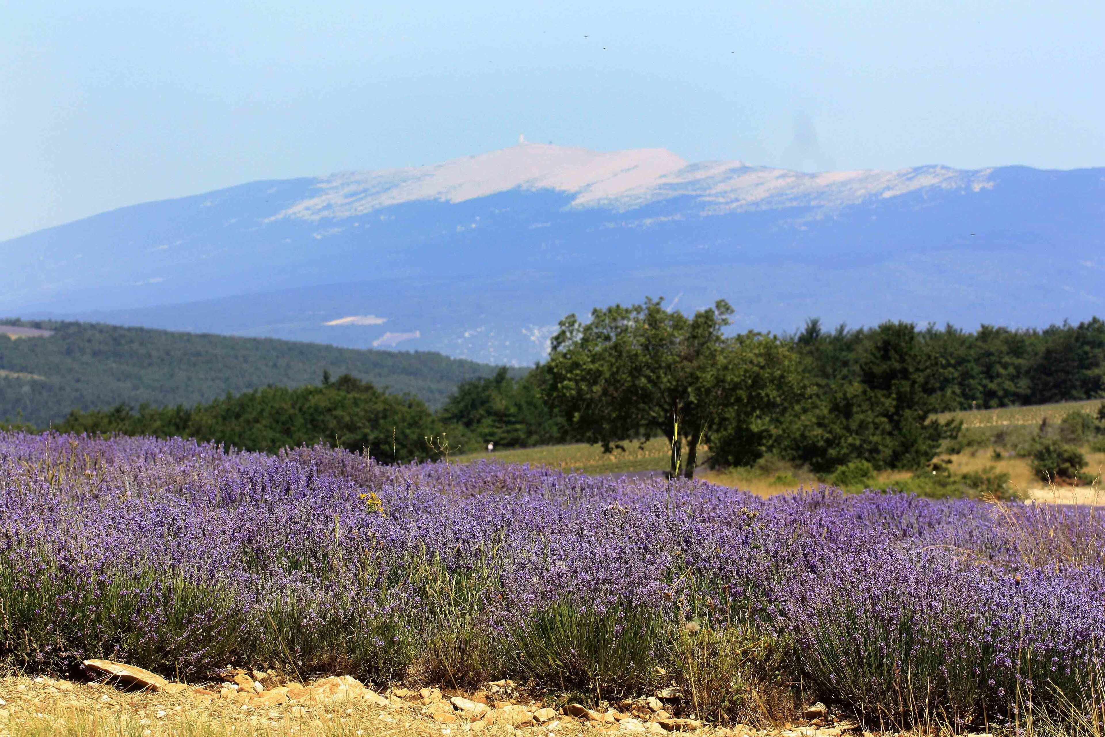 Un champ de lavande avec une chaîne de montagnes en arrière-plan.
