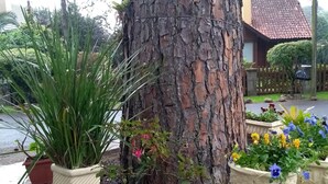 A tree with a textured bark, surrounded by potted plants and a stone bench. - Pousada Vida e Natureza (Gramado)