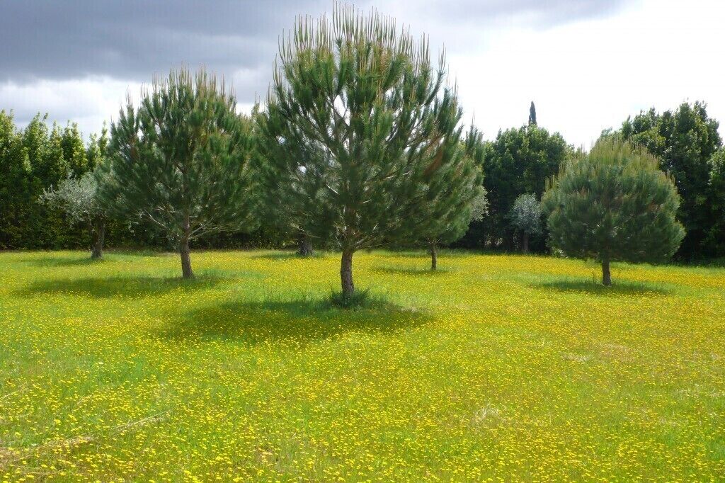 A field with trees and yellow flowers.