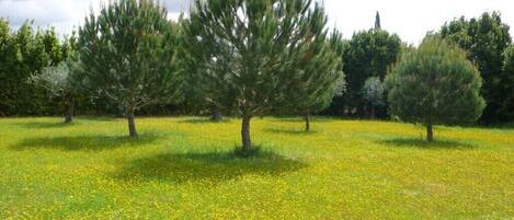 A field with trees and yellow flowers.