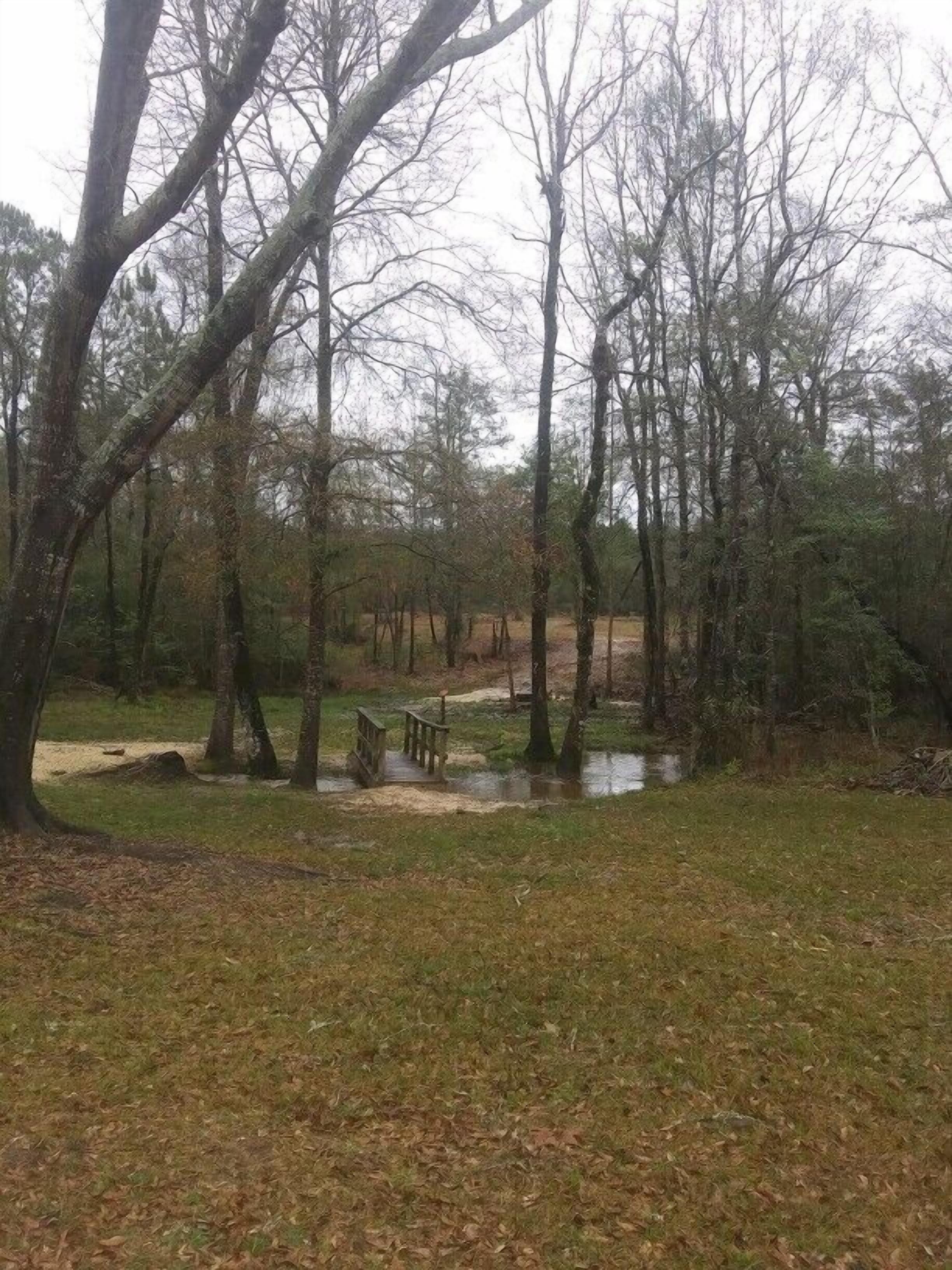 A forested area with a small wooden bridge over a stream.