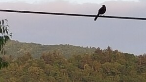 A bird perched on a wire with a forested hill in the background.