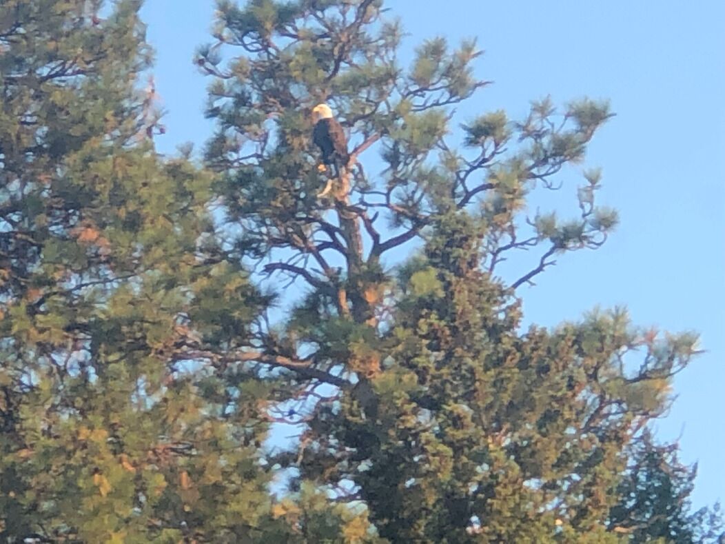 A bird perched on a tree branch.