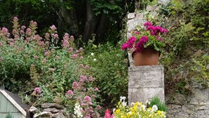 Un jardin agrémenté de diverses plantes et fleurs en pot, d’un mur en pierre et d’une chaise.