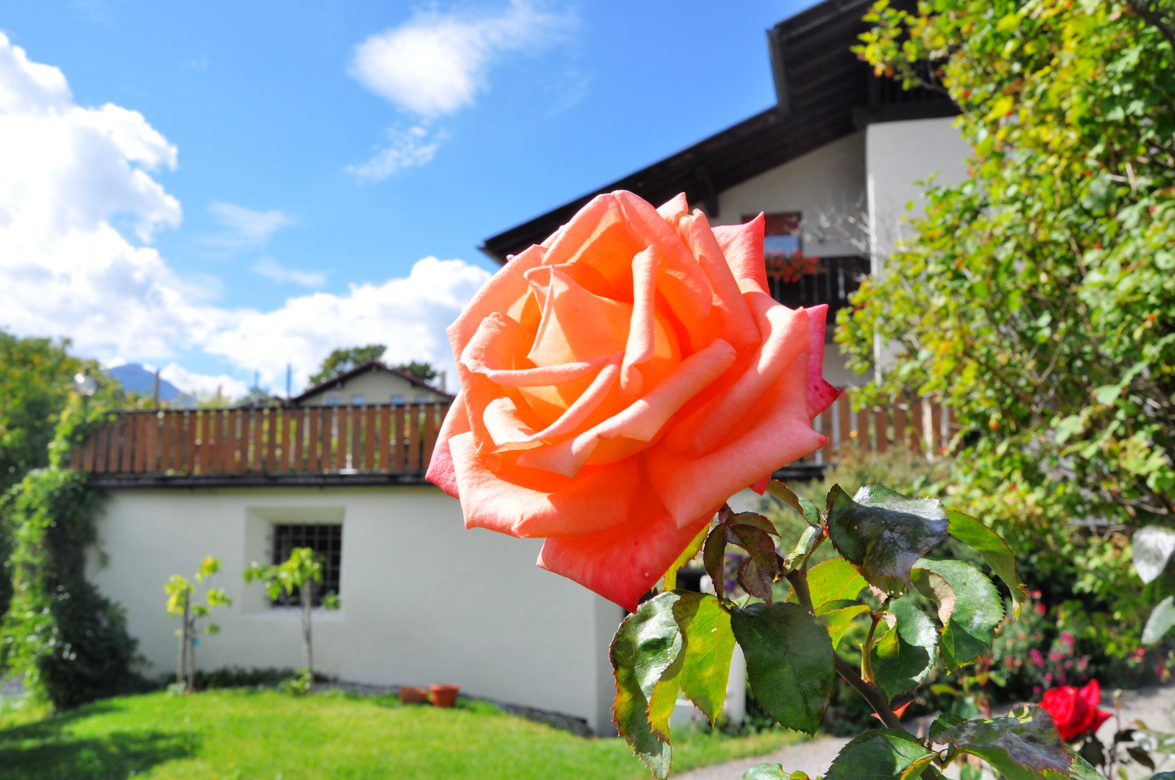 A single orange rose in a garden with a white building in the background.