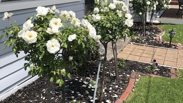 Um edifício residencial com revestimento branco, parte em tijolo e um jardim com arbustos floridos brancos.