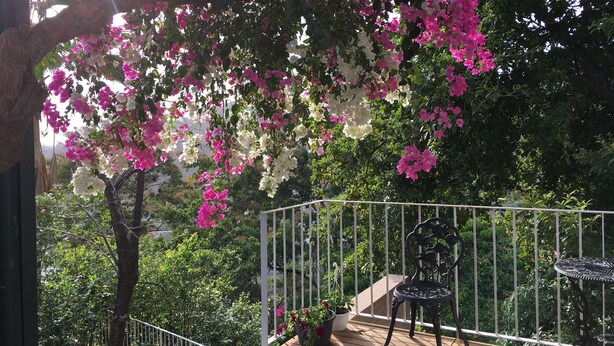 Garden - Oasis Petrea (Port of Spain)