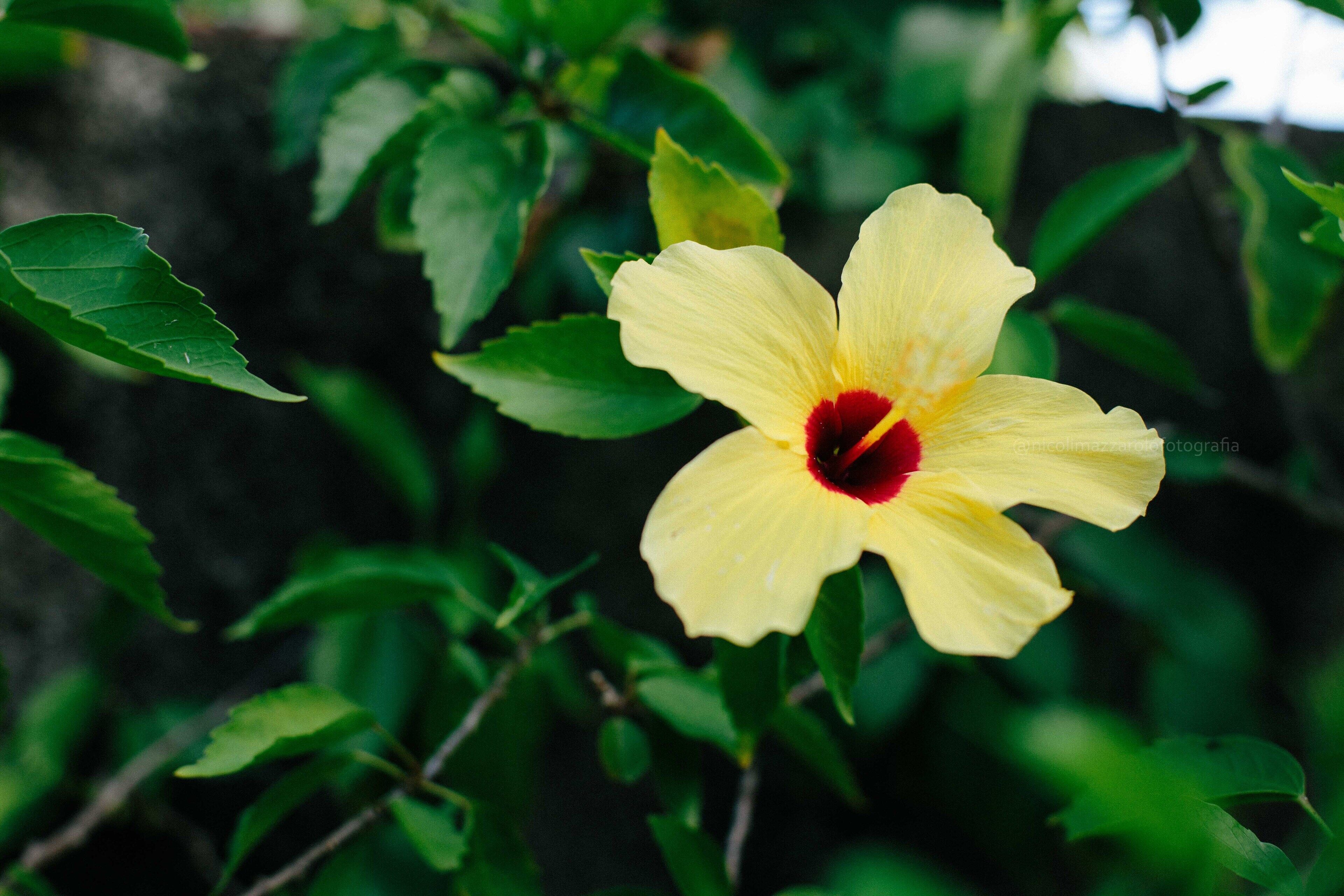 Photo - Pousada Hibiscus