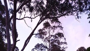 A modern two-story house with a large front yard, surrounded by trees. - TRANQUIL BUSH RETREAT with
aircon wifi and indoor and outside fires (Brunkerville)