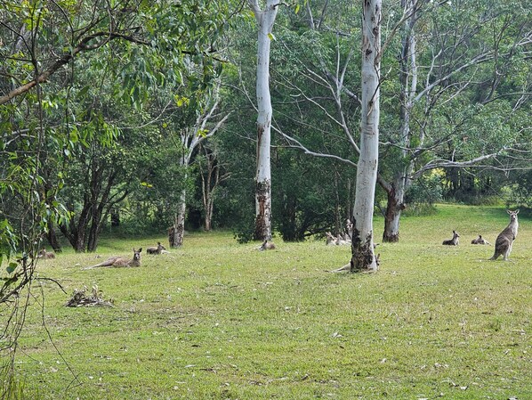 A grassy area with trees and several kangaroos.