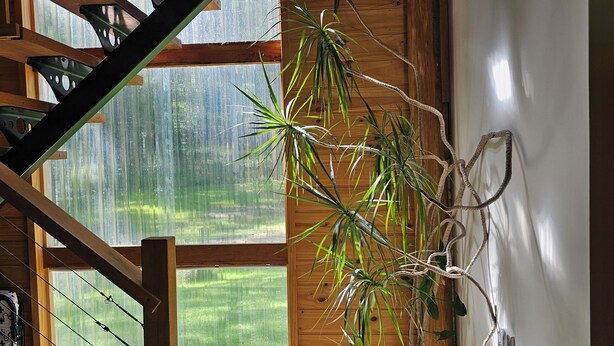A wooden staircase with a view of a green landscape through large windows. - TRANQUIL BUSH RETREAT with
aircon wifi and indoor and outside fires (Brunkerville)