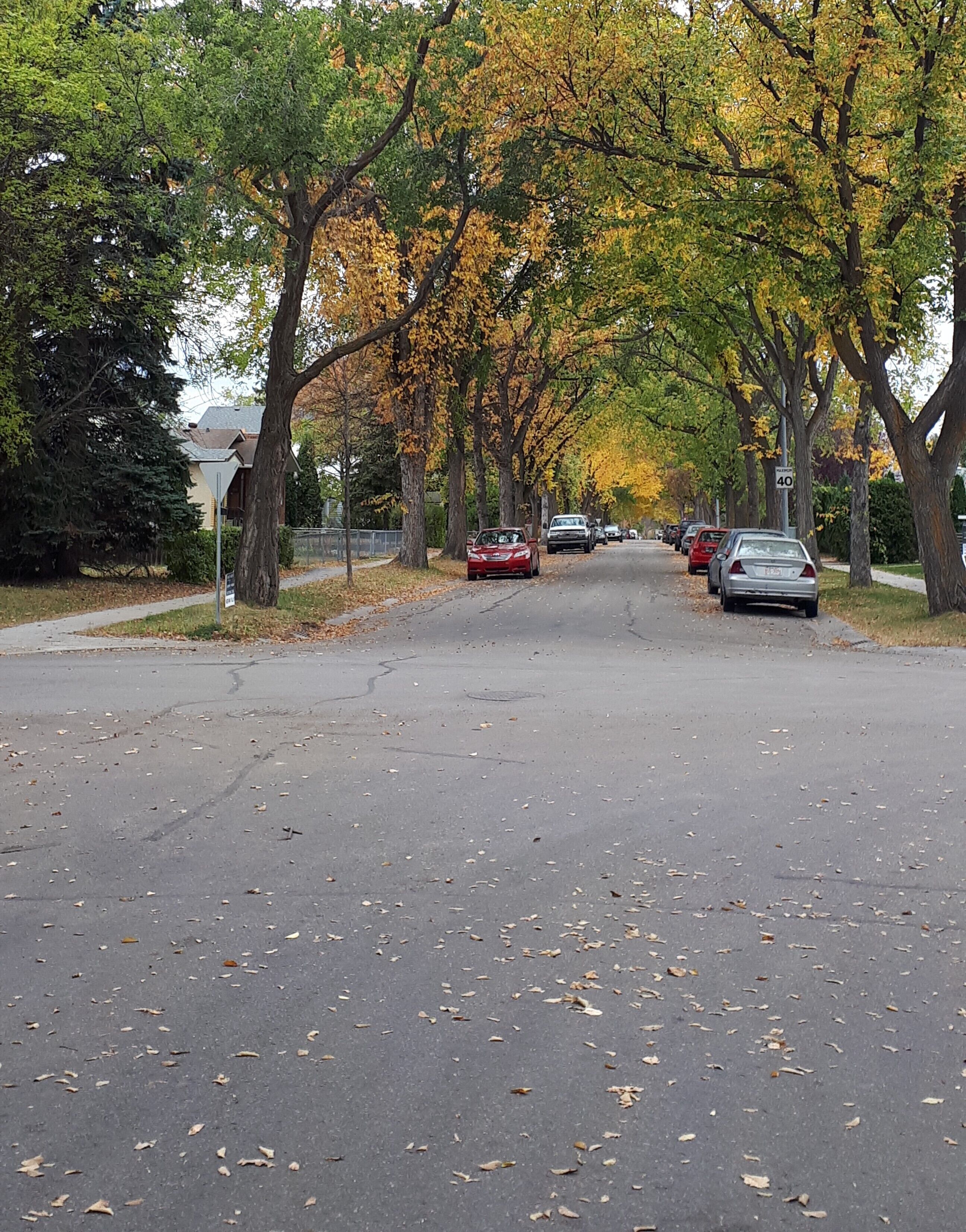 Une rue résidentielle bordée d’arbres et où les voitures sont garées le long du trottoir.