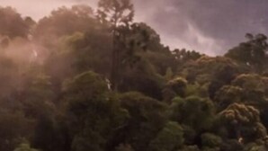 A dense forest with a variety of trees and a misty atmosphere. - Vivo by Plush (Kuala Lumpur)